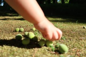 庭園美術館の梅の実拾い（子供の手）