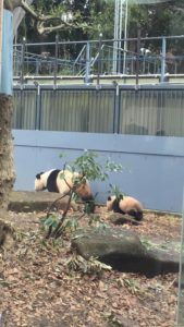 上野動物園でパンダの赤ちゃんシャンシャン(香香)を見てきました(先着順にて)