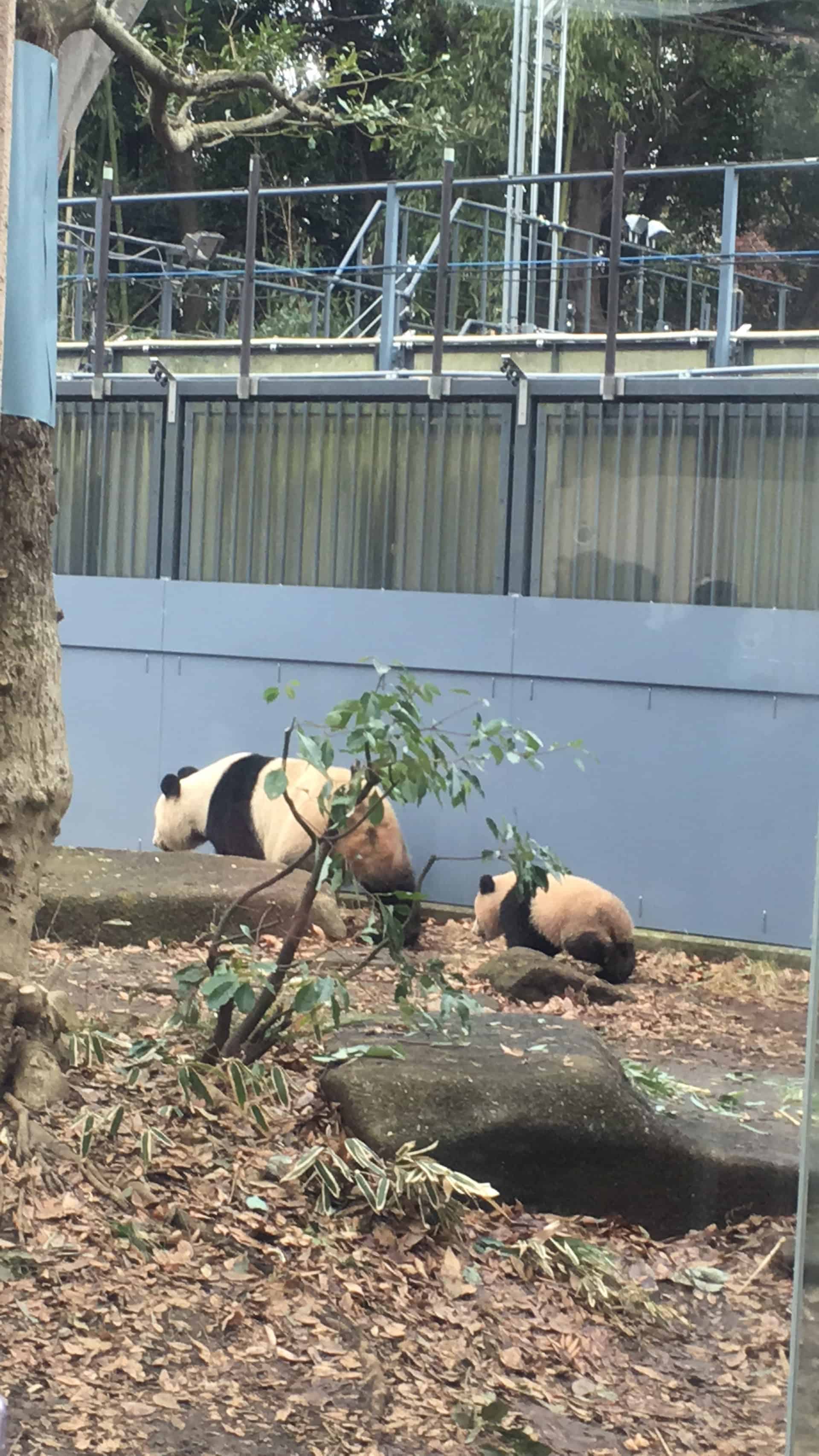 上野動物園でパンダの赤ちゃんシャンシャン（香香）を見てきました（先着順にて）