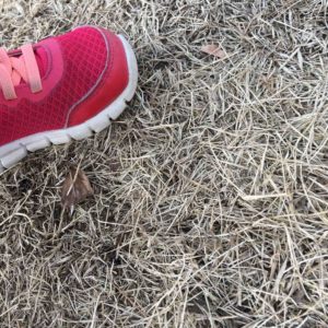 庭園美術館の素敵な庭園を格安(200円)で子供と散歩