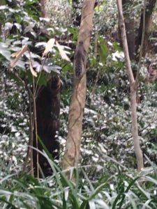 日本文学館の庭で気に上る野生りす